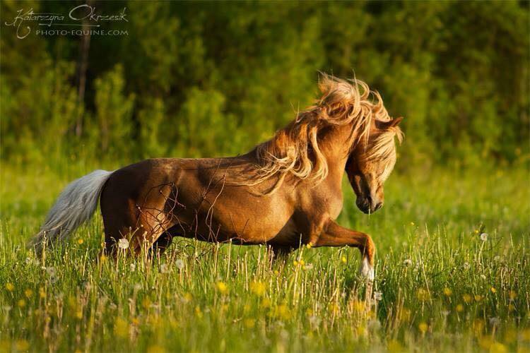 AMHR breeding stallion